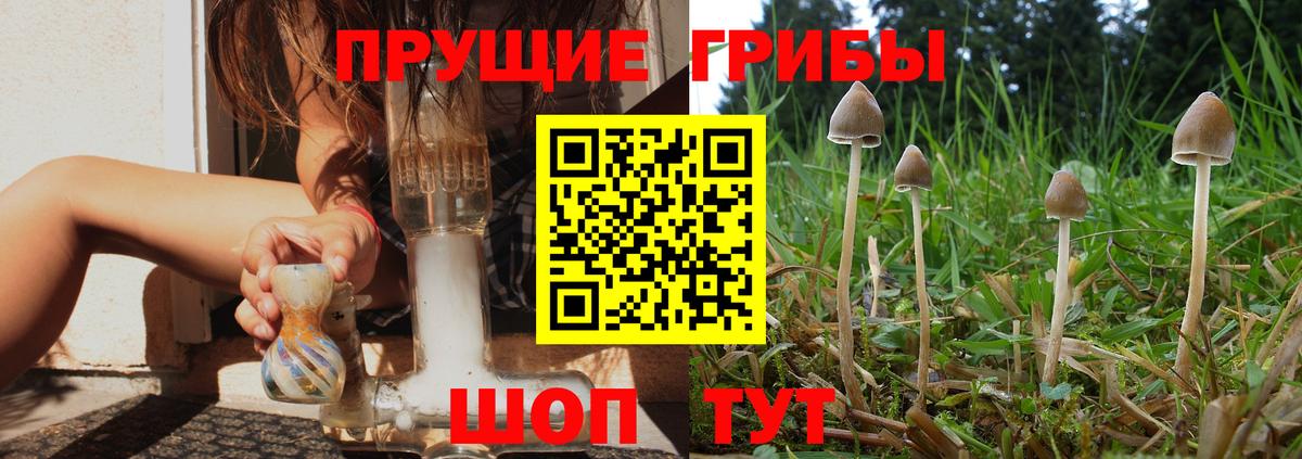 Энгельс  Псилоцибиновые грибы мицелий  как найти закладки  Псилоцибиновые грибы мицелий  Вход с VPN 